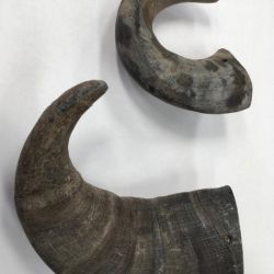 Large Buffalo Horn 100% Natural Long Lasting Dog Chew