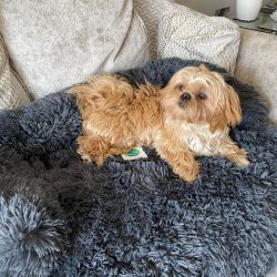 Luxury Plush Sofa Style Dog Bed – Dark Grey