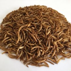 Premium Quality Dried Mealworms Wild Bird Feed 5KG (Sealed Bag)