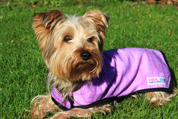 pet cooling coat